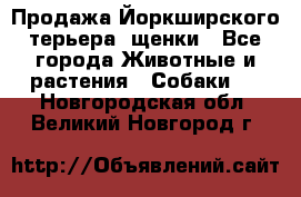 Продажа Йоркширского терьера, щенки - Все города Животные и растения » Собаки   . Новгородская обл.,Великий Новгород г.